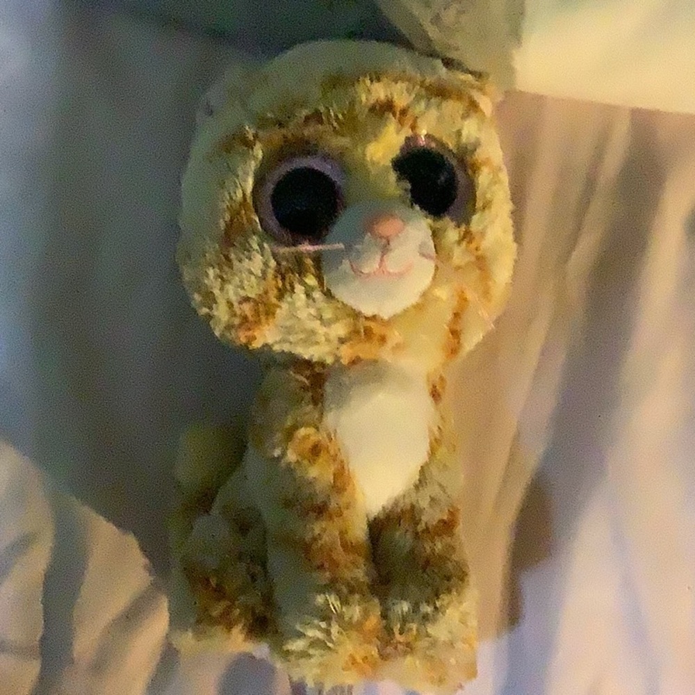 A cat Beanie boo